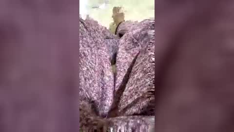 googl111 online show from July 26, 7:21 pm