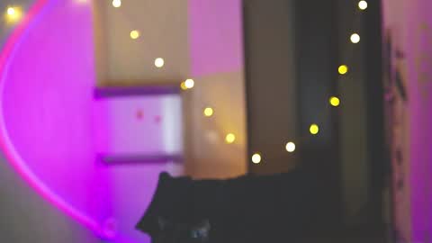 happy_cat_house2 online show from December 11, 6:31 pm