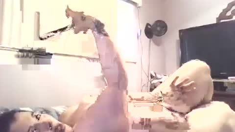 Snapshot of hazelbasil32728 chatting on October 30, 7:25 pm hazelbasil32728 online show from October 30, 7:25 pm