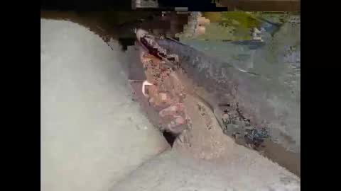 Snapshot of hung_mac0 chatting on February 25, 2:27 pm hung_mac0 online show from February 25, 2:27 pm