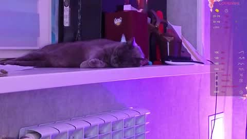 Aysi online show from March 6, 3:08 pm