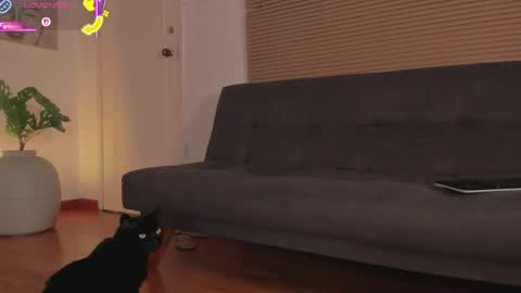 Lua     online show from April 21, 1:42 am