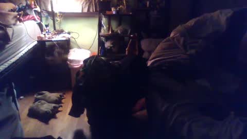 Snapshot of indigo_scorpio chatting on March 4, 2:06 am indigo_scorpio online show from March 4, 2:06 am