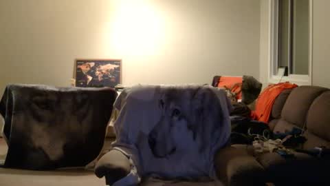 Snapshot of jameswolf777 chatting on December 22, 6:54 am jameswolf777 online show from December 22, 6:54 am