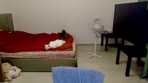 Jennyblonde and Emmabrunette online show from February 10, 12:41 am