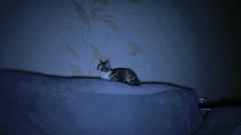 Snapshot of kitty_dora chatting on March 8, 11:16 am Evelyn online show from March 8, 11:16 am