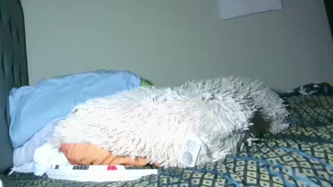 latinincognito online show from February 4, 6:52 am