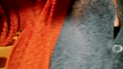 Snapshot of laureanne50 chatting on December 13, 8:26 pm laureanne online show from December 13, 8:26 pm