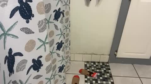 lazyladypug425146 online show from December 15, 5:17 pm