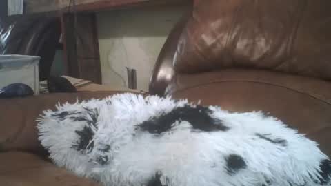 Snapshot of lincolnlongdick chatting on February 20, 8:31 pm Richie Rich online show from February 20, 8:31 pm