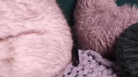 Lire online show from October 2, 4:52 am