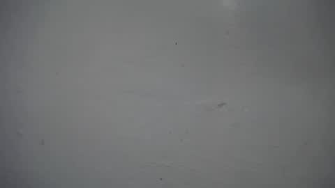 Snapshot of lisa_branch chatting on November 16, 12:33 pm lisa_branch online show from November 16, 12:33 pm