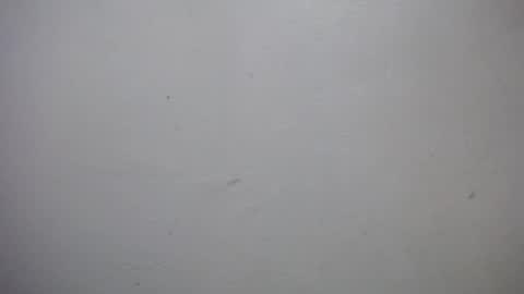 lisa_branch online show from January 7, 7:05 pm