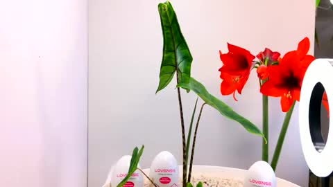 Snapshot of manup1977 chatting on December 15, 12:04 am manup1977 online show from December 15, 12:04 am