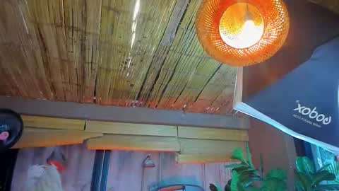 Snapshot of marcovitto chatting on November 18, 7:29 pm marcovitto online show from November 18, 7:29 pm