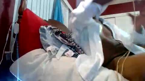 Reparations for the departed online show from October 18, 6:58 am