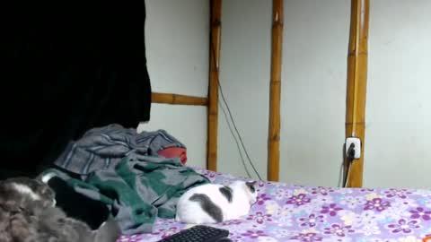 Mia  Sam online show from June 25, 2:33 am