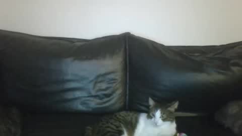 MilaGabor online show from January 16, 7:18 pm