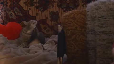 Snapshot of miss_elistia_ chatting on February 20, 2:17 pm Elis online show from February 20, 2:17 pm