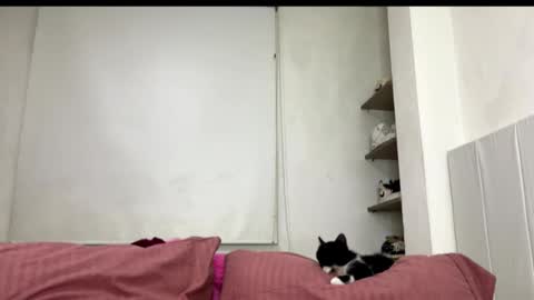 Snapshot of missangeldust chatting on October 27, 11:52 pm missangeldust online show from October 27, 11:52 pm