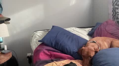 MNTuiLa online show from February 2, 3:39 pm