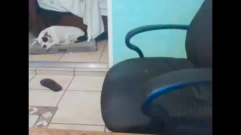 Snapshot of mobiledui chatting on February 16, 9:37 am mobiledui online show from February 16, 9:37 am