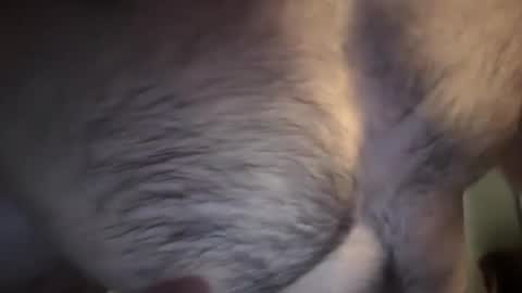 musclehair3 online show from February 10, 7:17 pm