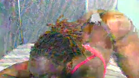 Naughty is my name online show from January 11, 5:40 pm