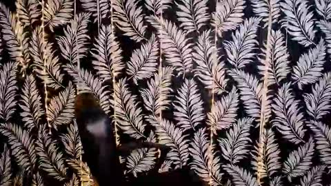 Kelly online show from October 18, 11:33 am