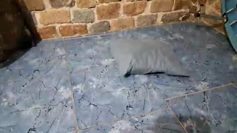 pablouyu online show from February 11, 2:49 am