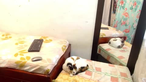 Snapshot of pamela_vasquez chatting on September 13, 5:24 pm diana online show from September 13, 5:24 pm