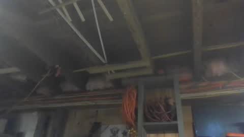 paulstetson online show from December 26, 3:53 pm