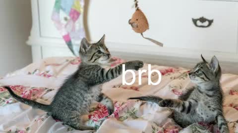 Kitty online show from June 3, 2:33 pm