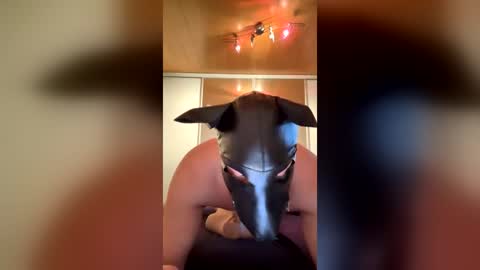 playdog123 online show from June 25, 3:27 pm