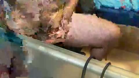 pussy_muncher_691 online show from October 8, 6:05 pm