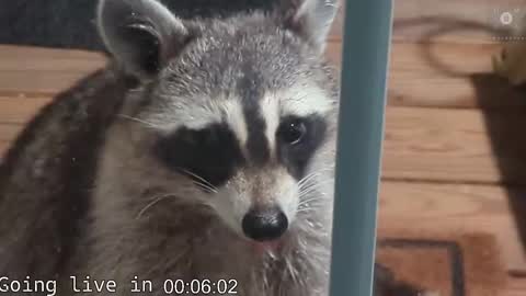 Snapshot of rndmzd chatting on November 19, 8:03 am Ryan aka KeylimeRy online show from November 19, 8:03 am