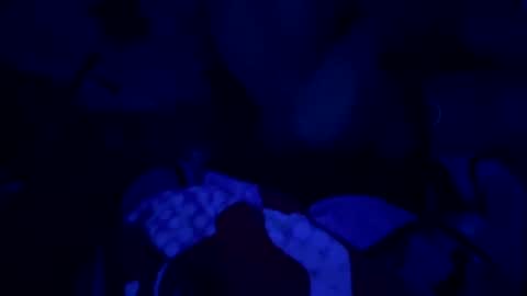 robberttbigdd online show from September 22, 1:13 pm