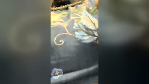 sui sui online show from July 24, 8:56 am