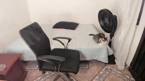 Snapshot of santiceballo chatting on January 2, 11:38 pm Julius Novachrono online show from January 2, 11:38 pm