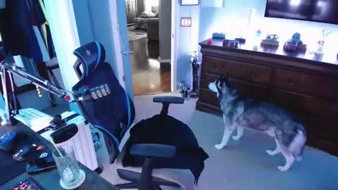 Snapshot of shaftyone4u chatting on January 16, 9:40 pm shaftyone4u online show from January 16, 9:40 pm