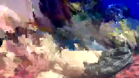 Shamroc online show from March 22, 12:58 am