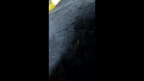 Snapshot of shurthingxx chatting on January 28, 12:22 pm shurthingxx online show from January 28, 12:22 pm