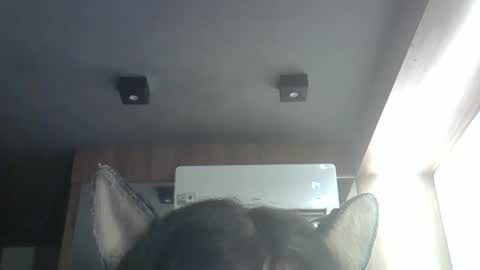 skinnykittencam online show from April 9, 1:16 am