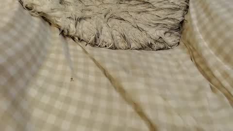 skinnytrans69 online show from January 16, 12:09 pm