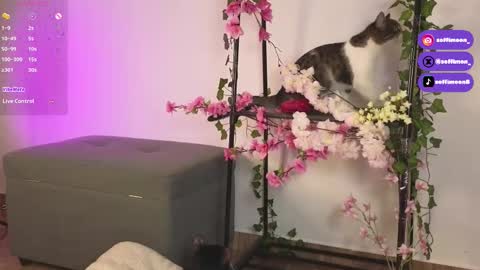 IG Soffimoon   I THANK YOU FOR LEAVING YOUR FOLLOW online show from October 10, 2:21 am