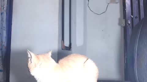 Snapshot of sofiadoll77 chatting on March 1, 10:53 pm sofiadoll77 online show from March 1, 10:53 pm