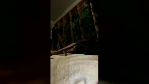 sohan730903 online show from March 16, 8:29 am