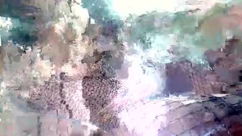 spence6669_tree online show from November 15, 1:51 pm