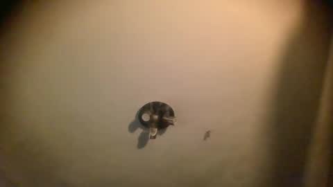 Snapshot of splinters18 chatting on January 25, 7:06 am watch me cum online show from January 25, 7:06 am