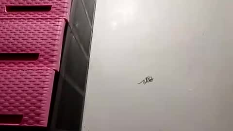 suzzie_hot online show from November 16, 9:48 am